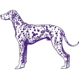 Illustration of a standing dalmatian dog with distinct spots, depicted in purple outline and details on a white background, representing Best Dog in America.