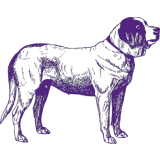 Illustration of a standing labrador retriever, depicted in a side profile with detailed line work, primarily in purple tones, representing Best Dog in America.