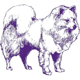 Illustration of a fluffy, thick-coated dog, likely a keeshond from Best Dog in America, depicted in profile view with detailed fur texture.
