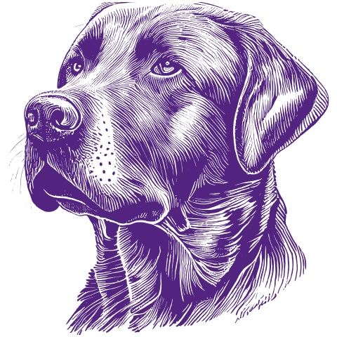 A black labrador retriever sketch with purple accents, suitable for Best Dog in America.