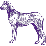 A drawing of a dog standing on a white background from Best Dog in America.